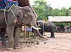Koh Chang - Elefanten